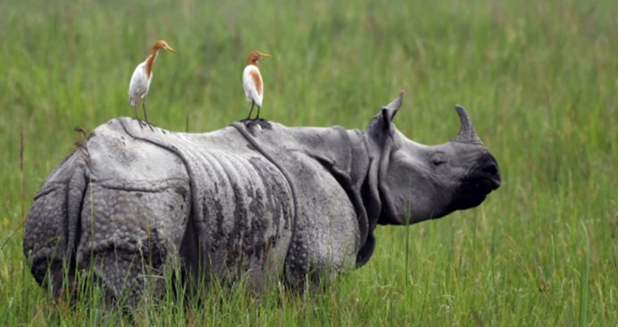 Chitwan National Park